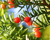 교목(校木) : 주목 이미지